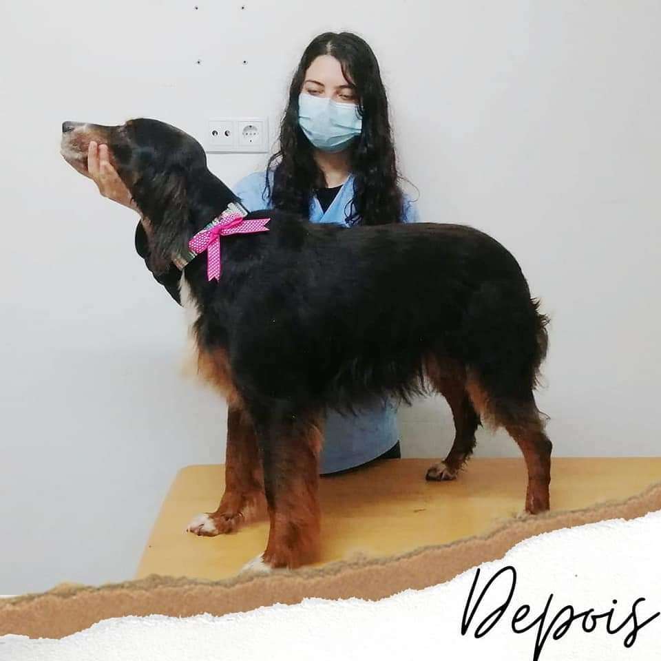 Happy Pet - Viana do Castelo - Dog Hotel