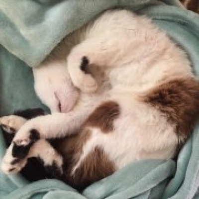Leonor - Almada - Pet Care and Grooming