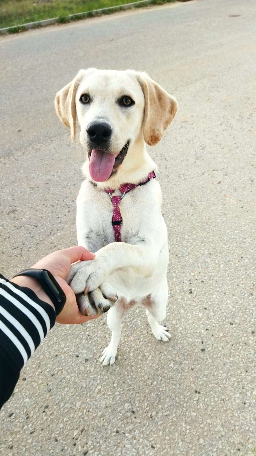 Bark Not Bite - Torres Novas - Animal Behavior Modification