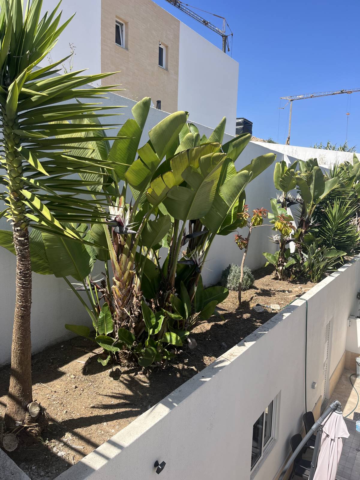 aa.jardins - Cascais - Tree Trimming and Maintenance