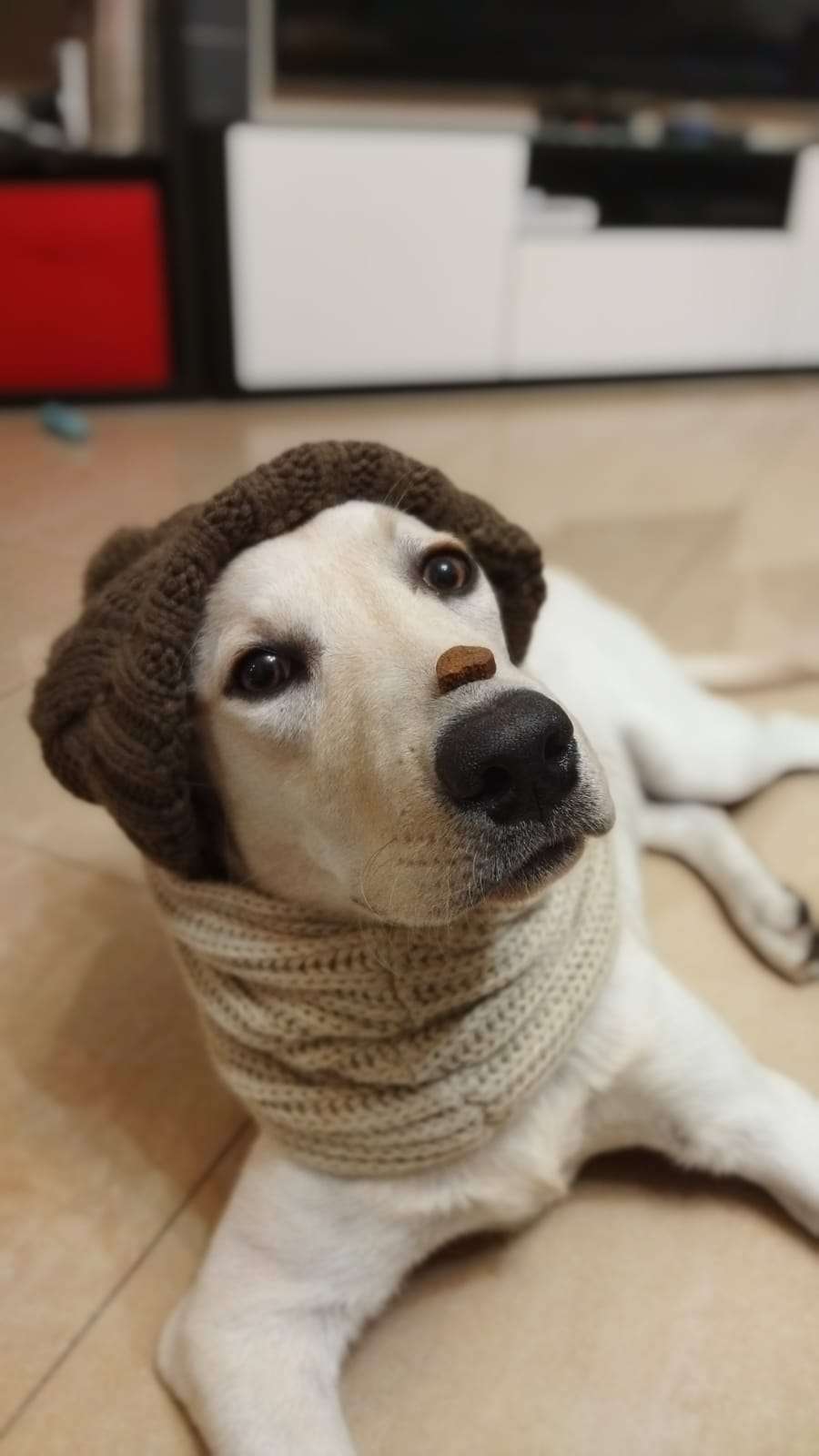 Bark Not Bite - Torres Novas - Baths and Grooming for Animals
