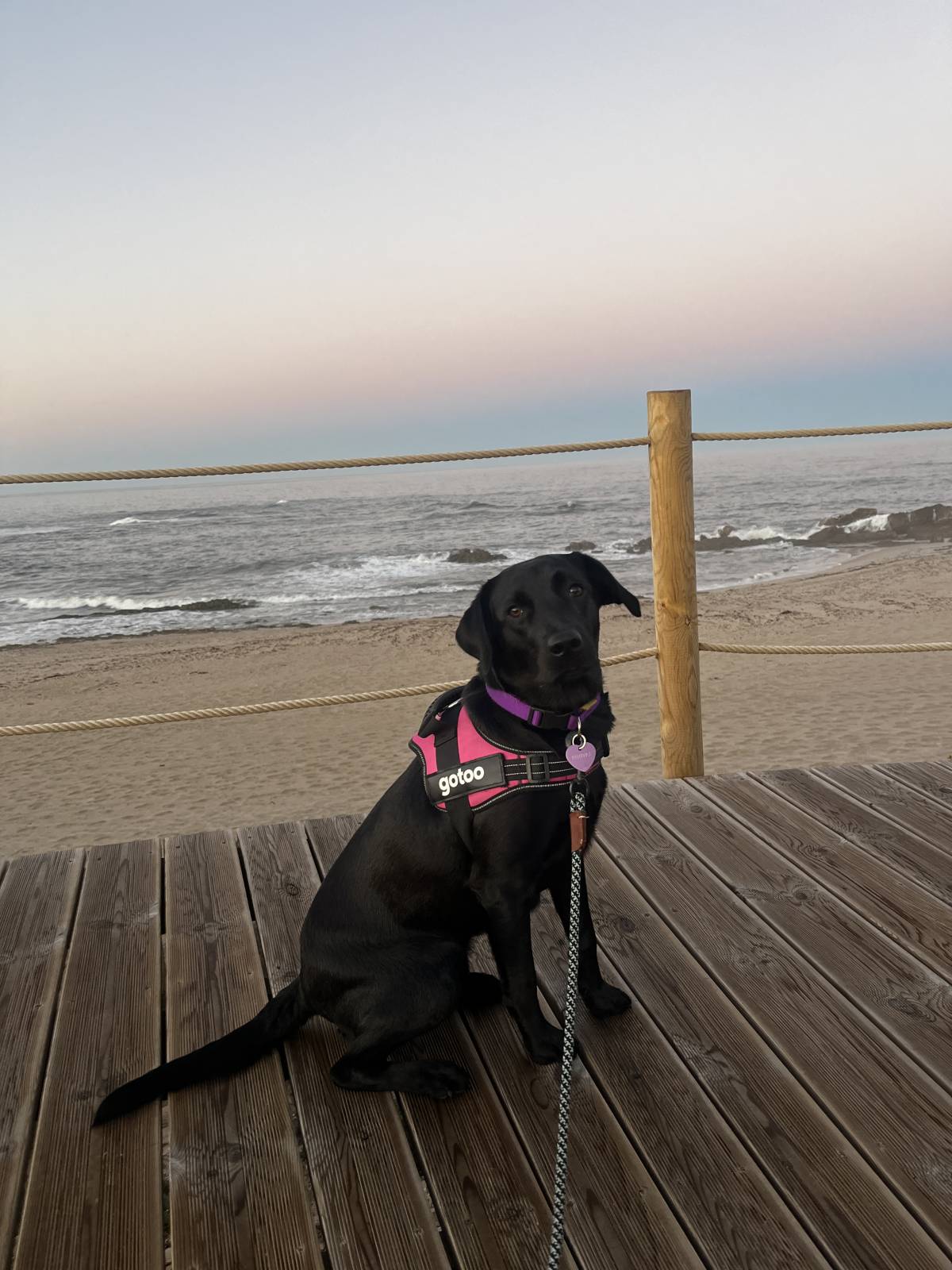 Daniela Silva - Barcelos - Pet Sitting