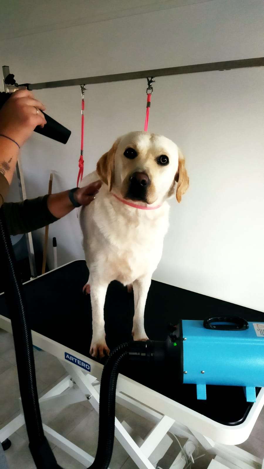 Bark Not Bite - Torres Novas - Pet Care and Grooming