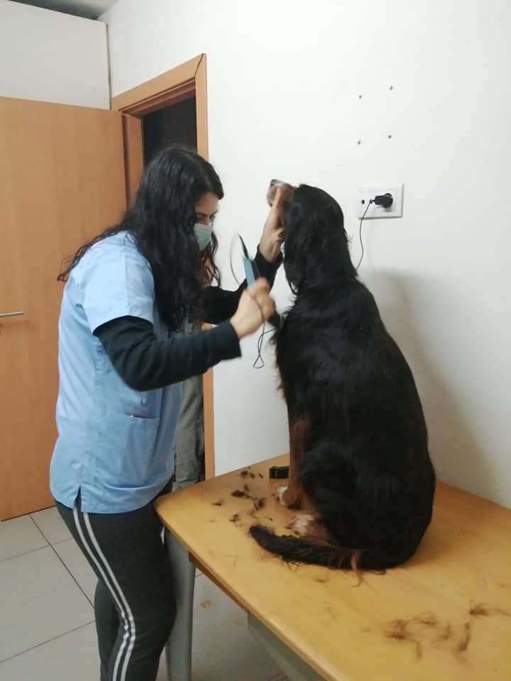 Happy Pet - Viana do Castelo - Baths and Grooming for Animals