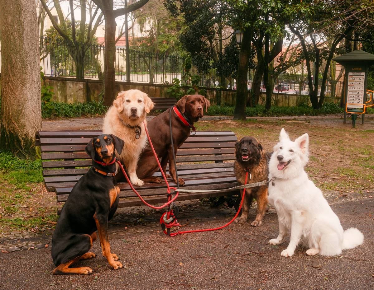 Fernando Gomes - Oeiras - Baths and Grooming for Animals