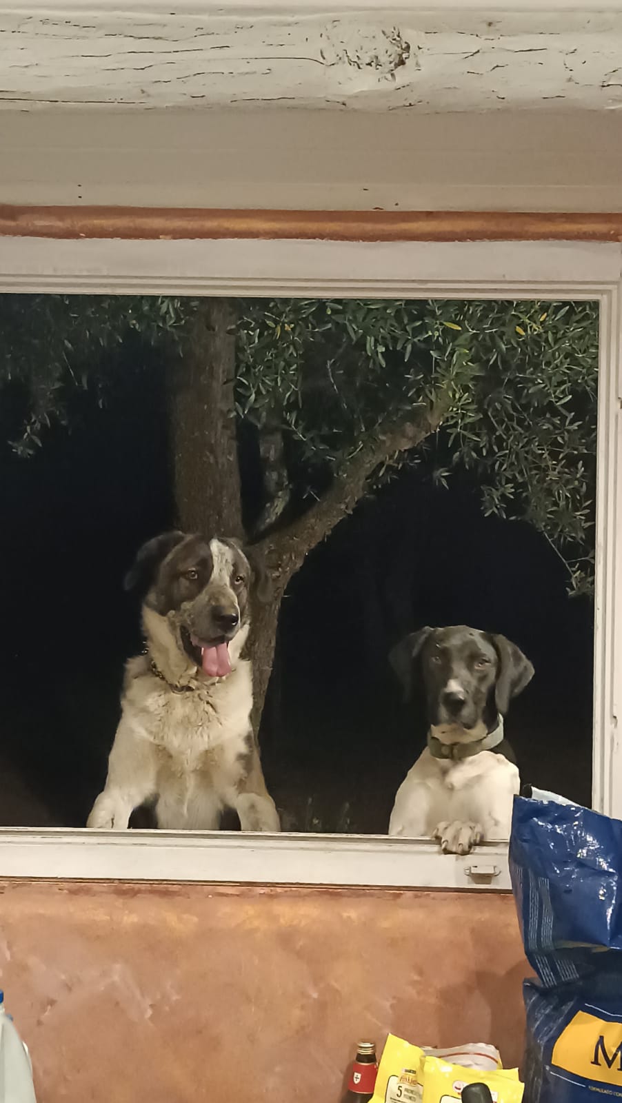 Fernando Gomes - Oeiras - Dog Training - Private Lessons