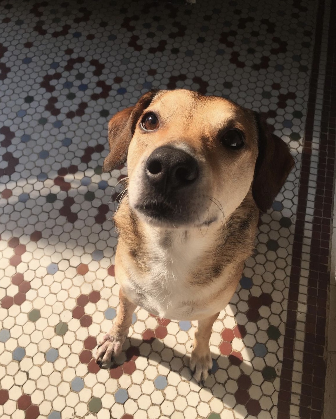 Norma - Braga - Cuidado y peluquería para mascotas
