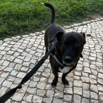 Anastásia - Portimão - Cuidar tus perros