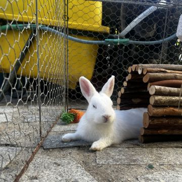 Daniela Silva - Barcelos - Dog Sitting