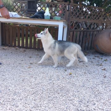 Hotel para Cães