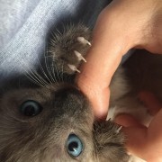 Leonor - Almada - Hotel for Cats