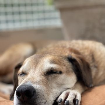 Norma - Braga - Cuidar tus perros