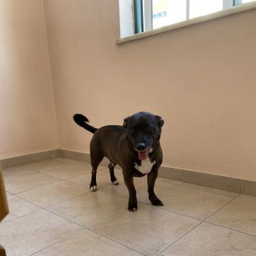 Anastásia - Portimão - Paseador de perros