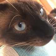 Leonor - Almada - Pet Boarding and Daycare