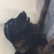 Leonor - Almada - Pet Sitting and Walking