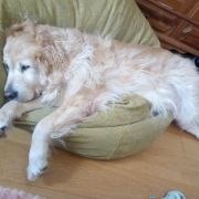 Happy Pet - Viana do Castelo - Pet Care and Grooming