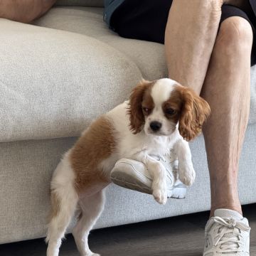 Norma - Braga - Cuidar tus mascotas