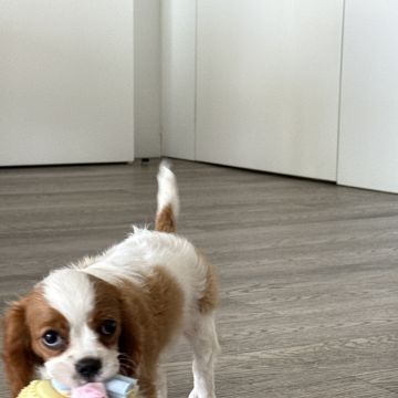 Norma - Braga - Cuidados y paseos de mascotas