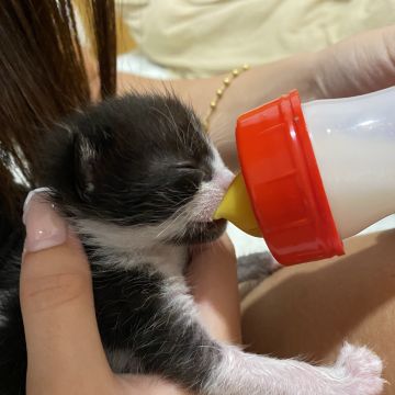 Anastásia - Portimão - Cuidar tus gatos