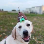 Bark Not Bite - Torres Novas - Pet Training