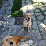 Cão Maneiras - Sintra - Treino Animal e Modificação Comportamental (Não-canino)