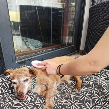 Pet Care Valley - Caldas da Rainha - Dog Sitting