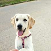 Bark Not Bite - Torres Novas - Animal Behavior Modification