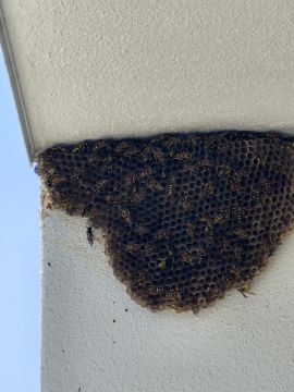 Pest Control Services