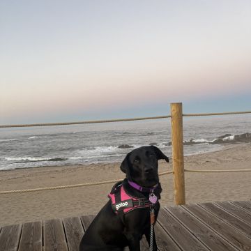 Daniela Silva - Barcelos - Pet Sitting
