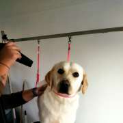 Bark Not Bite - Torres Novas - Pet Care and Grooming