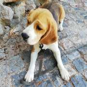 Cão Maneiras - Sintra - Treino de Cães - Aulas