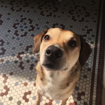 Norma - Braga - Cuidado y peluquería para mascotas