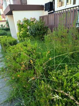 Serviço de Jardinagem - Casa
