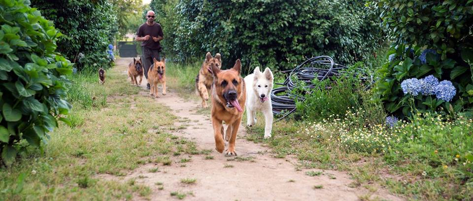 Canisa - Centro de Treinos e Hotel Canino - Braga - Dog Sitting