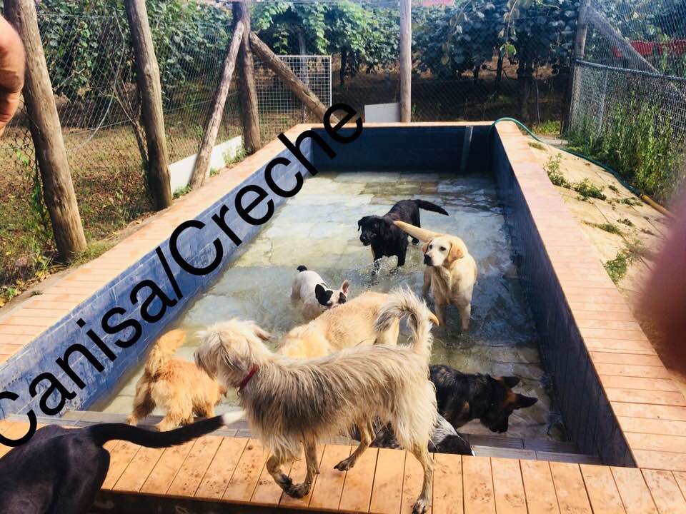 Canisa - Centro de Treinos e Hotel Canino - Braga - Hotel de Animais de Estimação