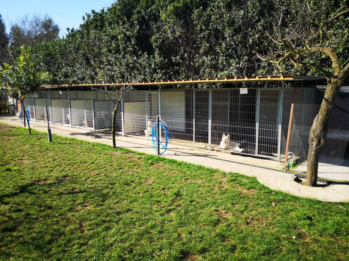 Gugadogs - Guimarães - Treino de Cães - Aulas