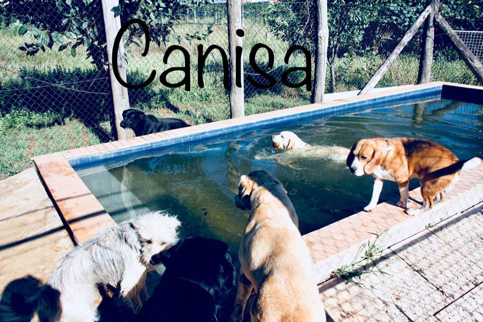 Canisa - Centro de Treinos e Hotel Canino - Braga - Hotel para Cães