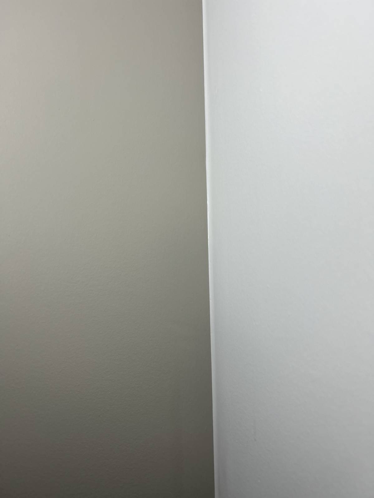 PalmTree - Sintra - Wallpaper Repair