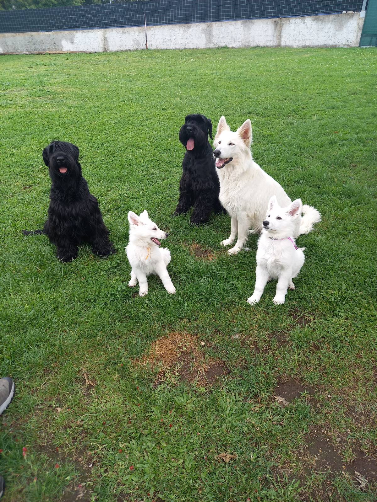 Gugadogs - Guimarães - Treino de Cães