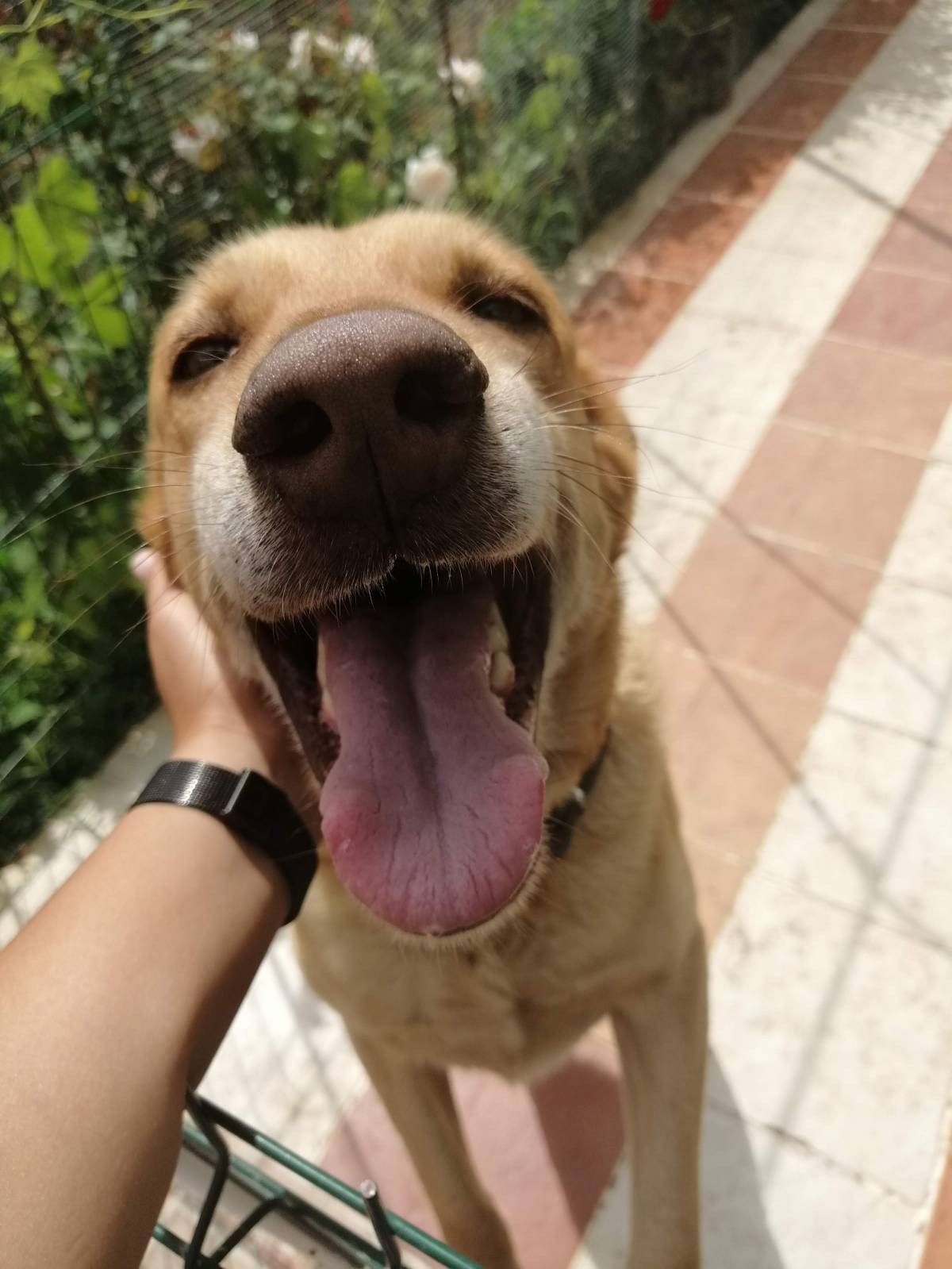 Catarina Guerreiro - Vila Nova de Gaia - Hundeausführung