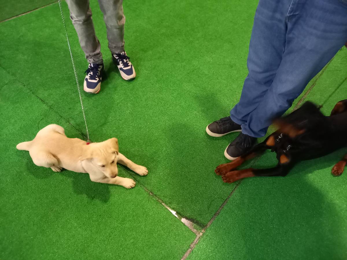 Gugadogs - Guimarães - Banhos e Tosquias para Animais