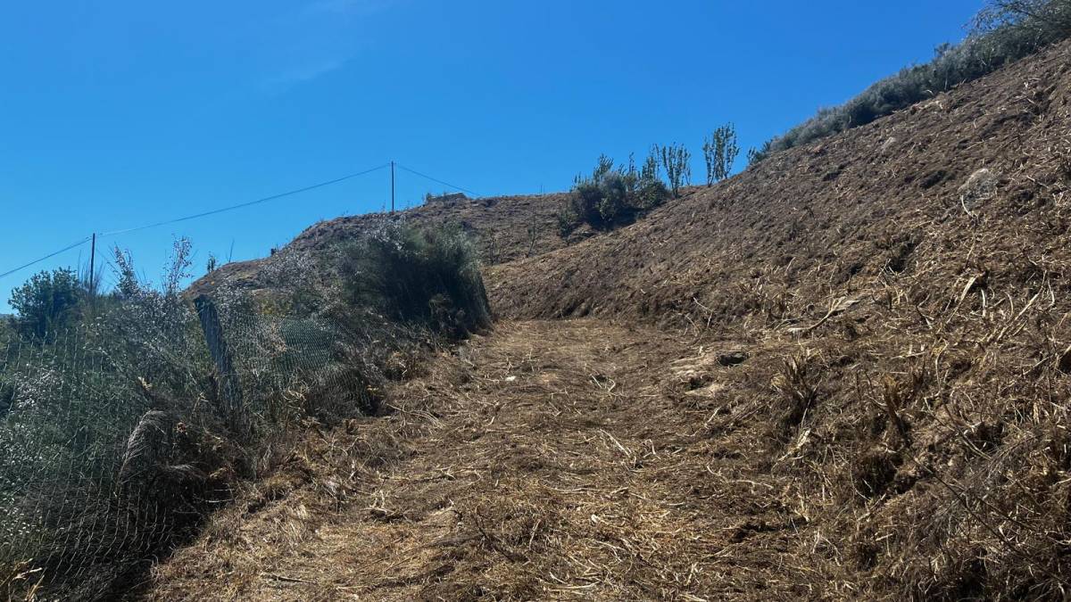 Tatica Duradoura - Maia - Baumpflege