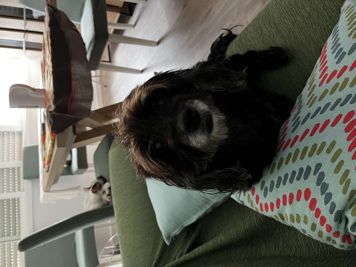 Paula - A Psicóloga do meu cão - Sintra - Hotel para Cães