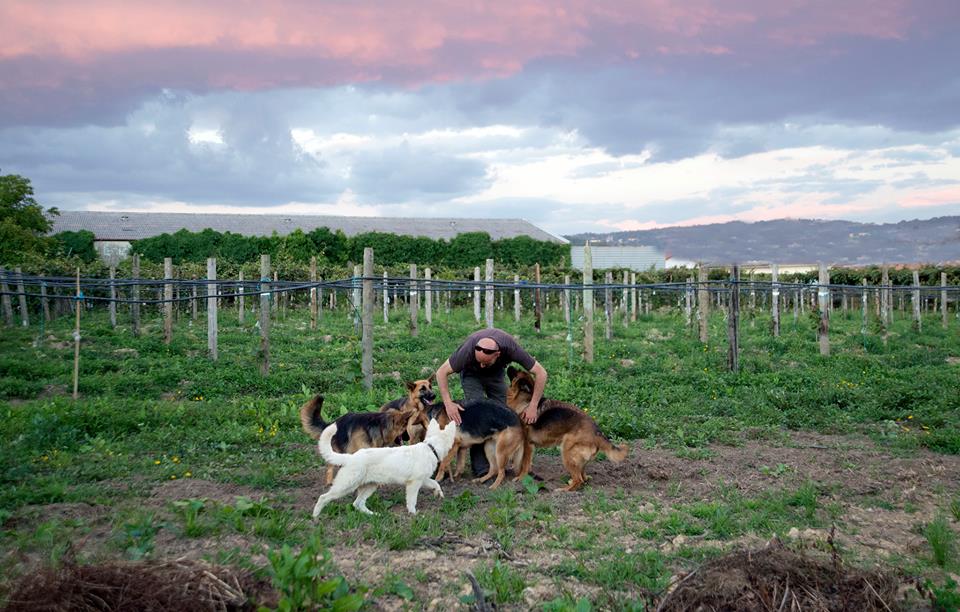 Canisa - Centro de Treinos e Hotel Canino - Braga - Animal Behavior Modification