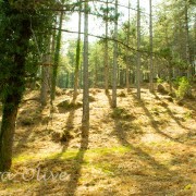 mmagn@v - Braga - Headshot Photography (Package Options)
