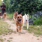 Canisa - Centro de Treinos e Hotel Canino - Braga - Pet Sitting