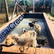 Canisa - Centro de Treinos e Hotel Canino - Braga - Hotel de Animais de Estimação