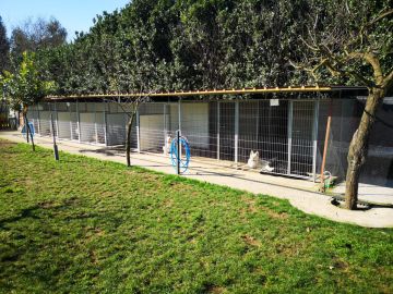 Cuidados para Animais de Estimação - António Dias - Guimarães
