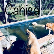 Canisa - Centro de Treinos e Hotel Canino - Braga - Hotel para Cães
