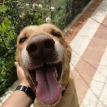 Cuidado y peluquería para mascotas - Pipoka Guerreiro - Tasquillo